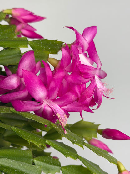 Schlumbergera Fucsia