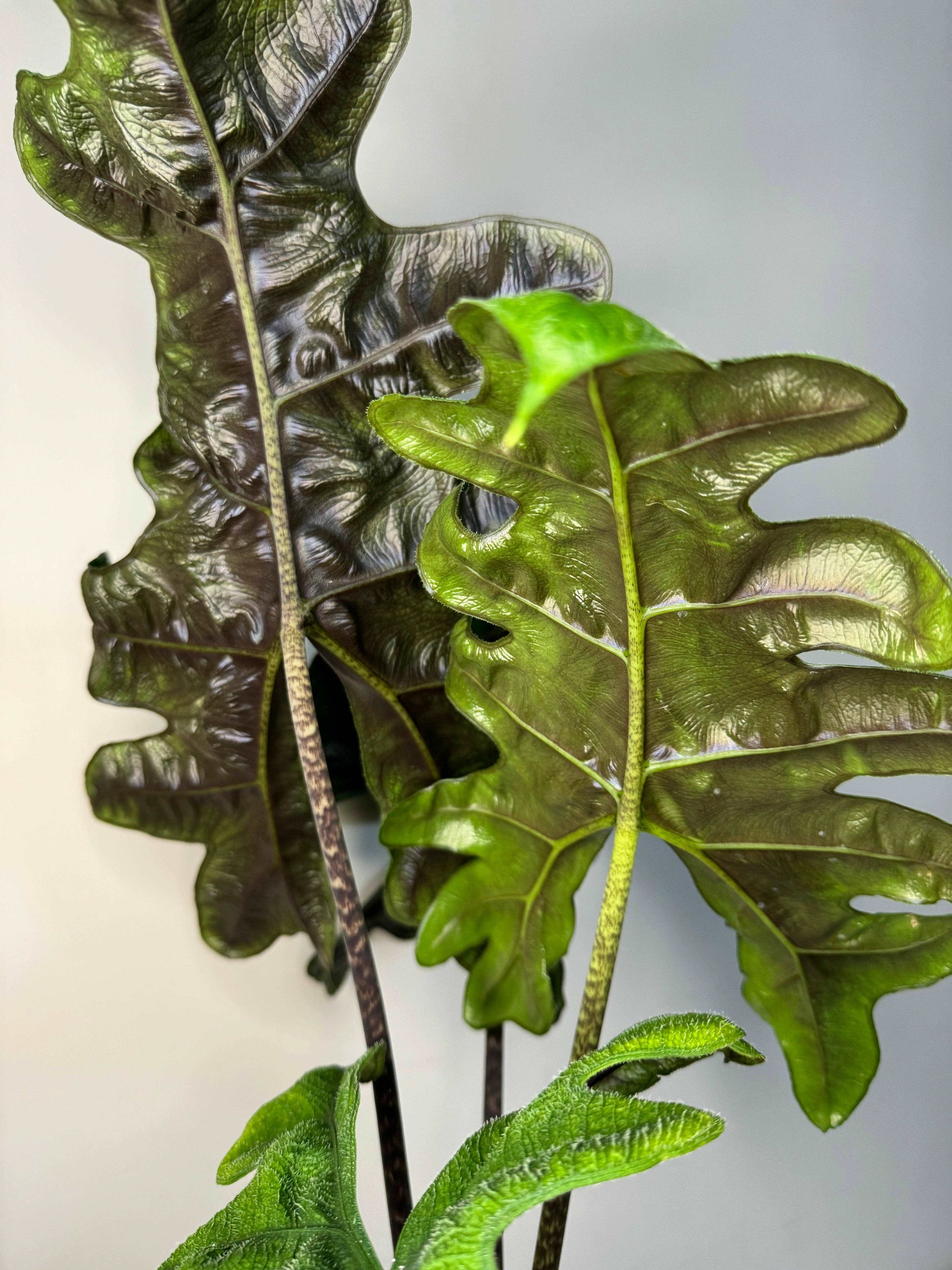 Alocasia Jacklyn