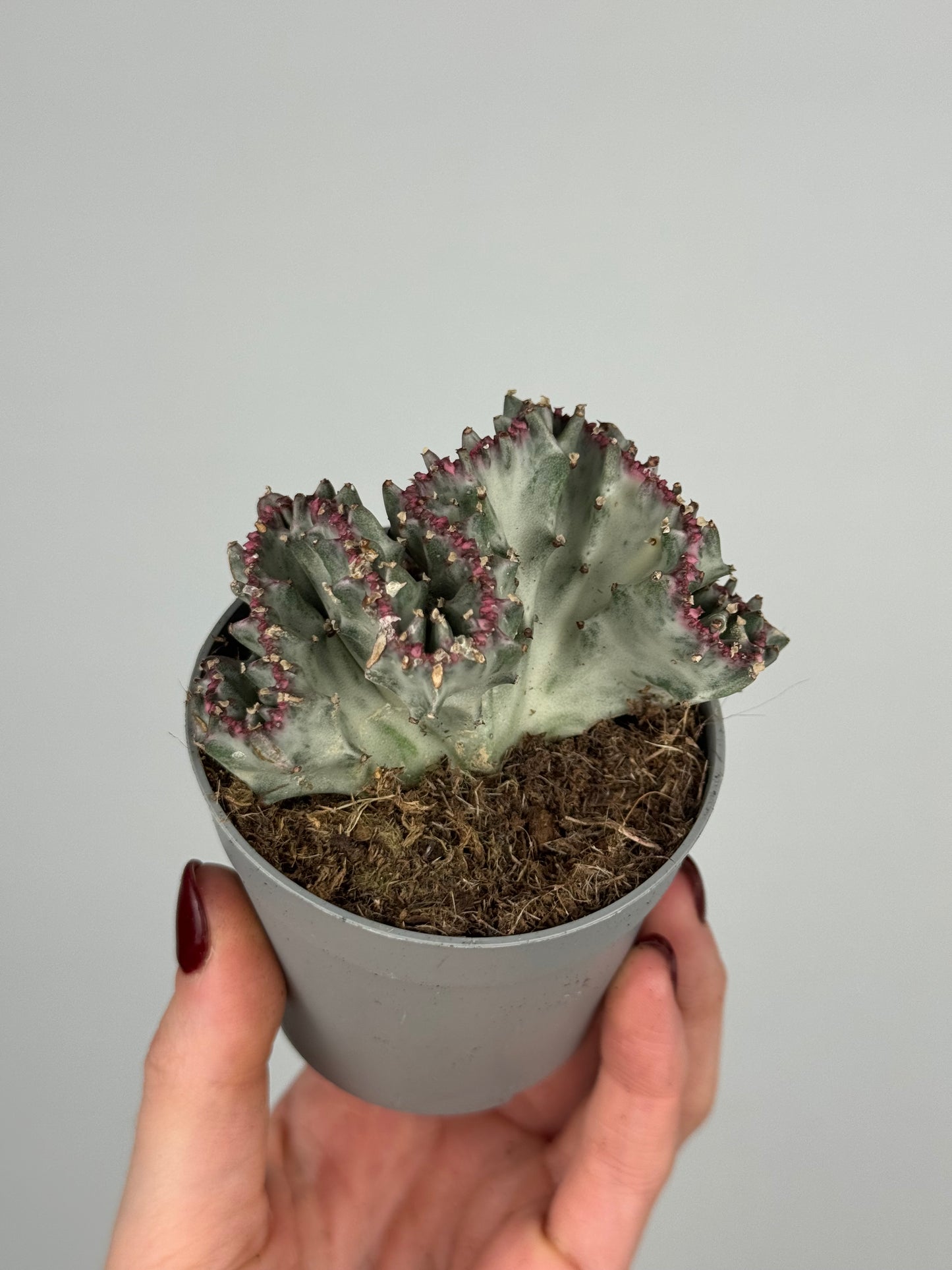 Euphorbia lactea f. crestata variegata