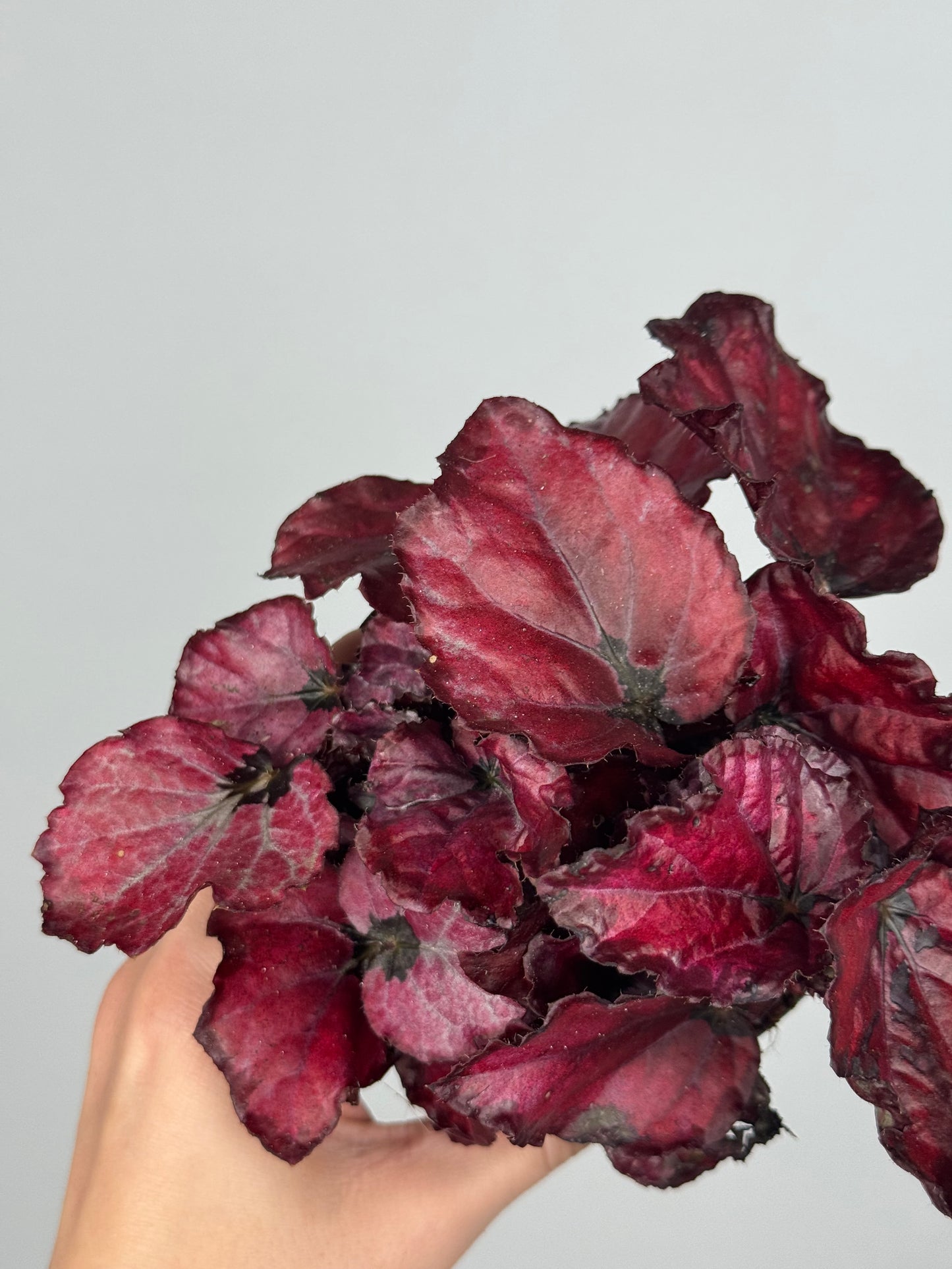 Begonia “Red Bull”