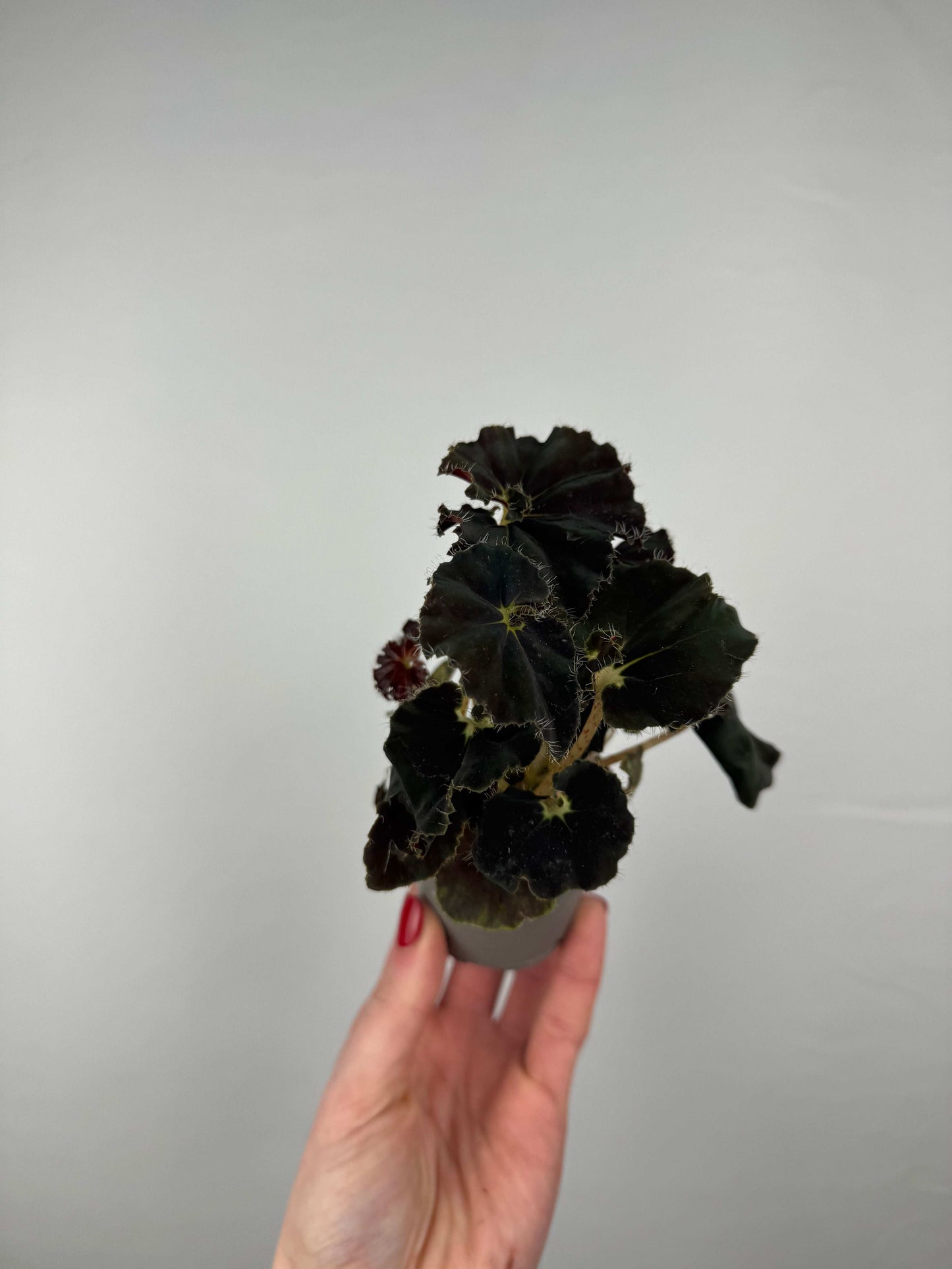 Begonia “Dark Mambo”