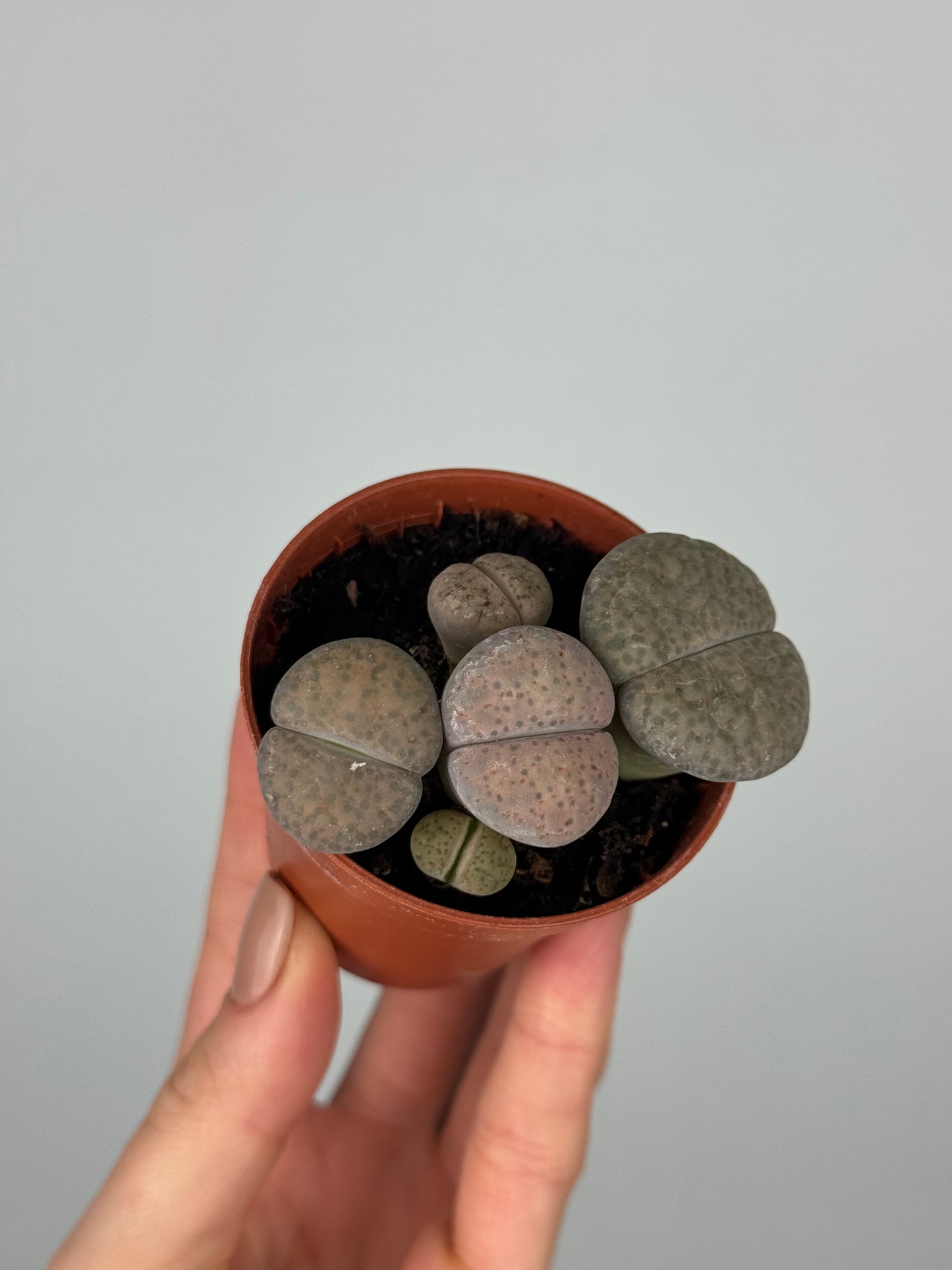Lithops