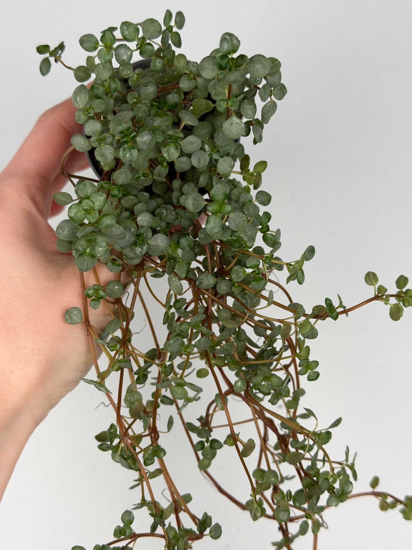 Pilea Glaucophylla 'Greyzy' Pilea Tropical Corner