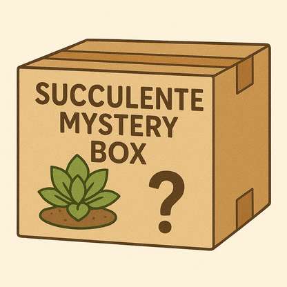 Succulente mystery box