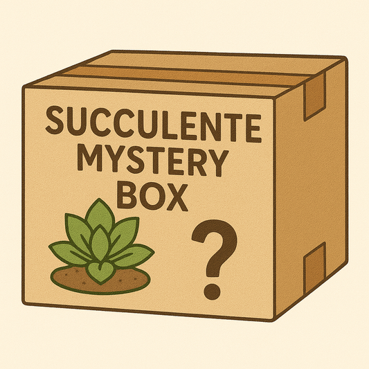 Succulente mystery box