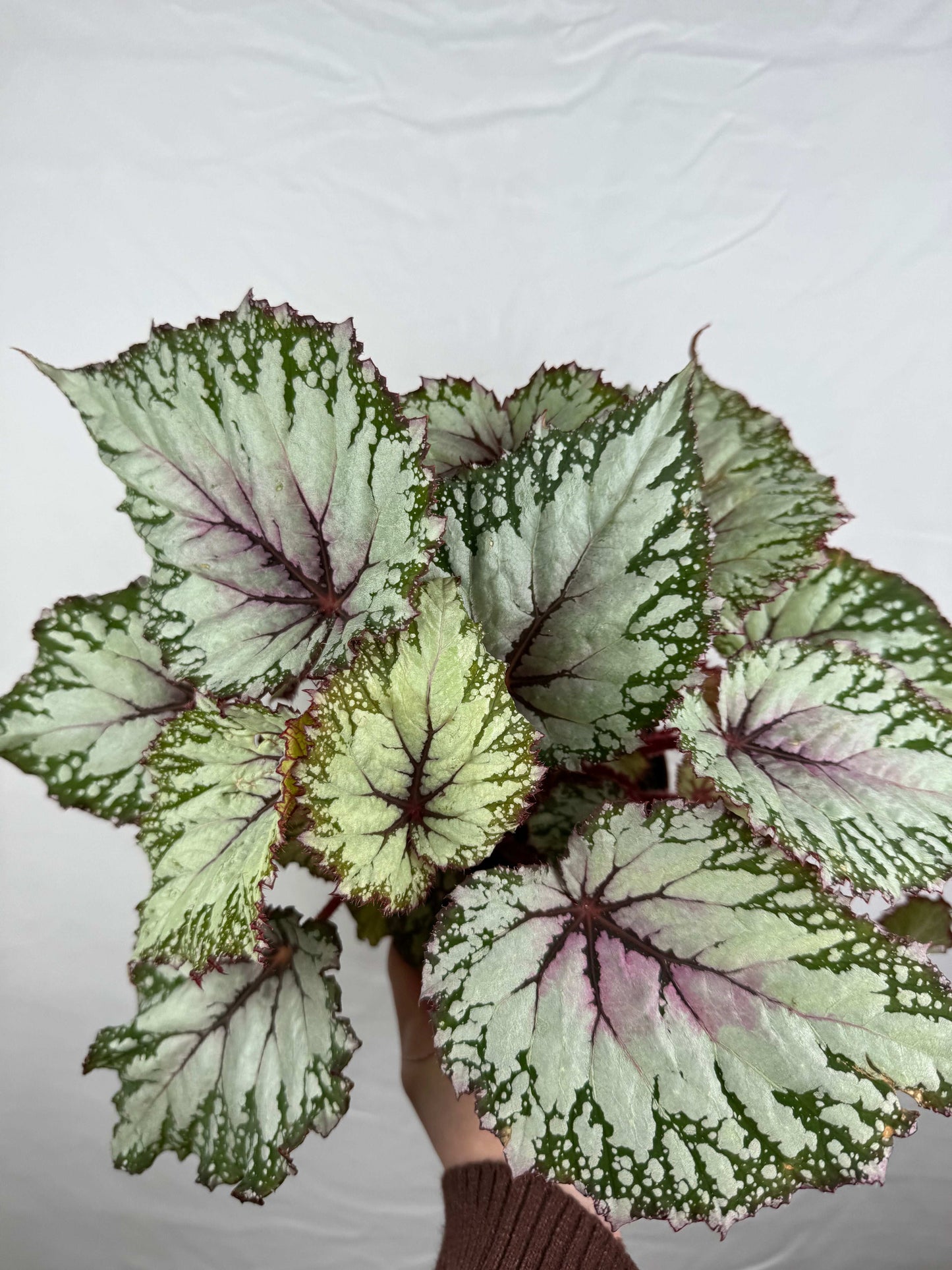 Begonia “Asian Tundra”