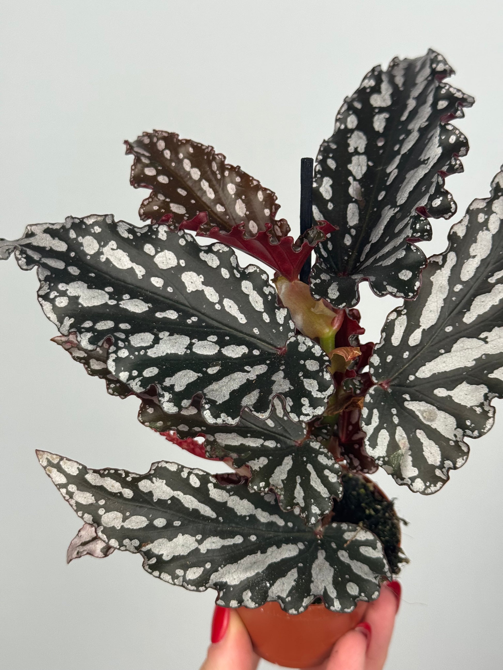 Begonia maculata 'Spotlight Dark'