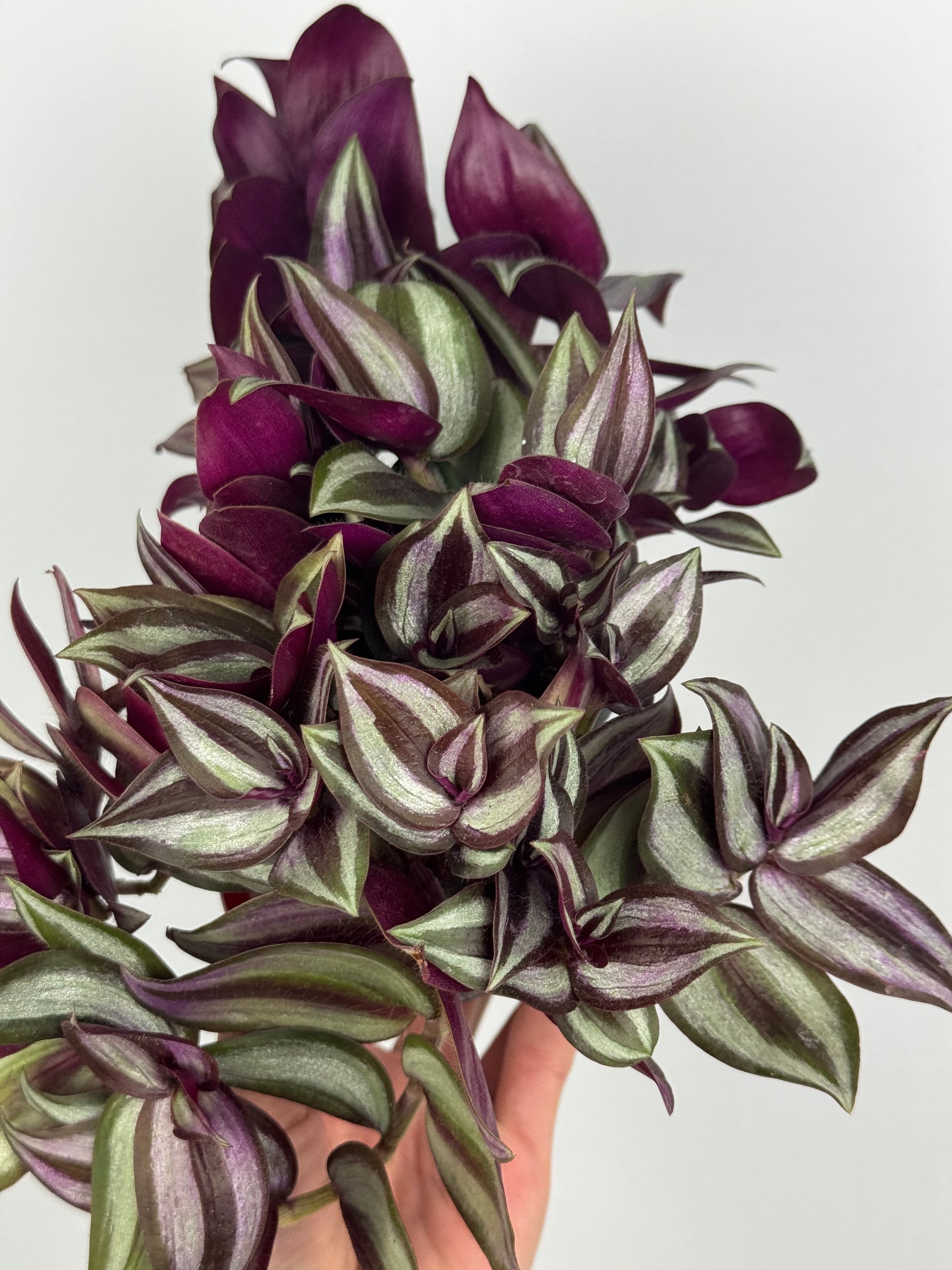 Tradescantia Zebrina “Violet Hill”