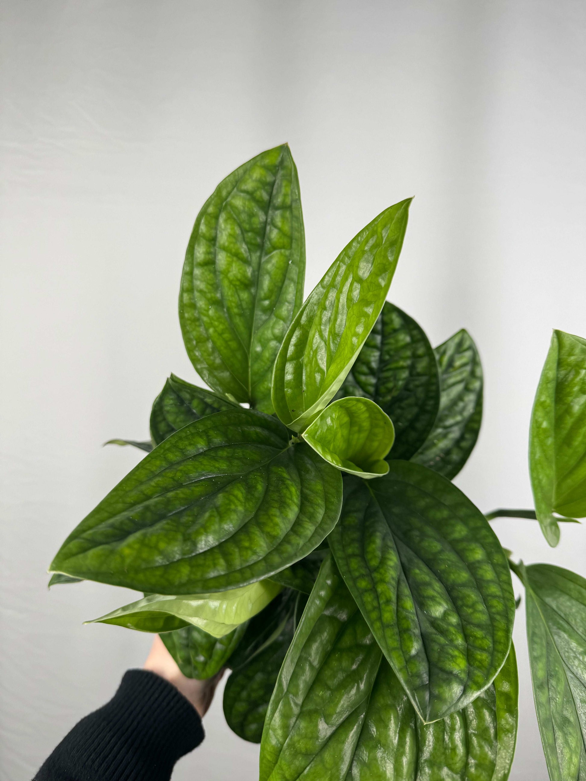 Epipremnum pinnatum “Marble Planet”
