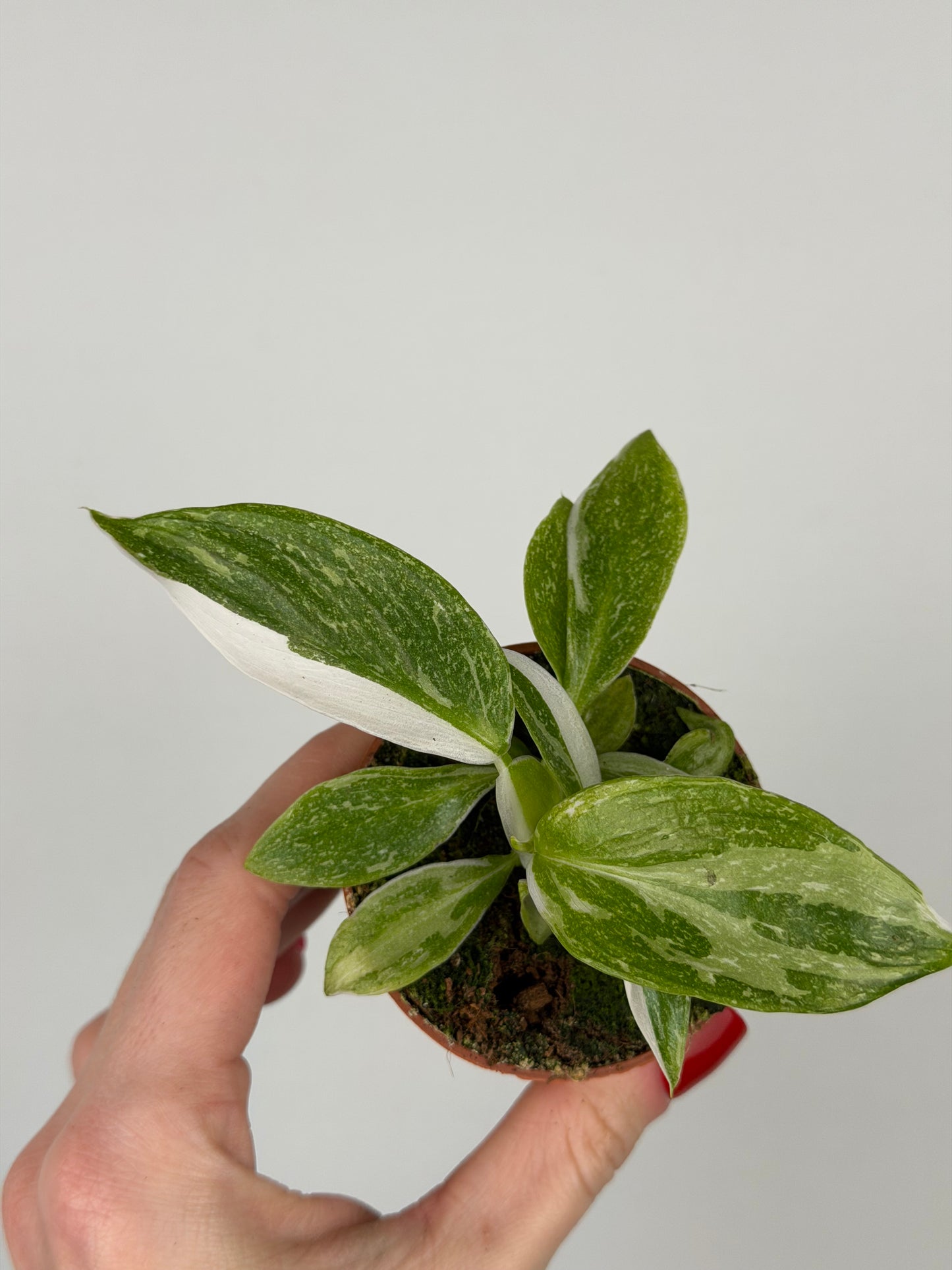 Philodendron "White Princess"