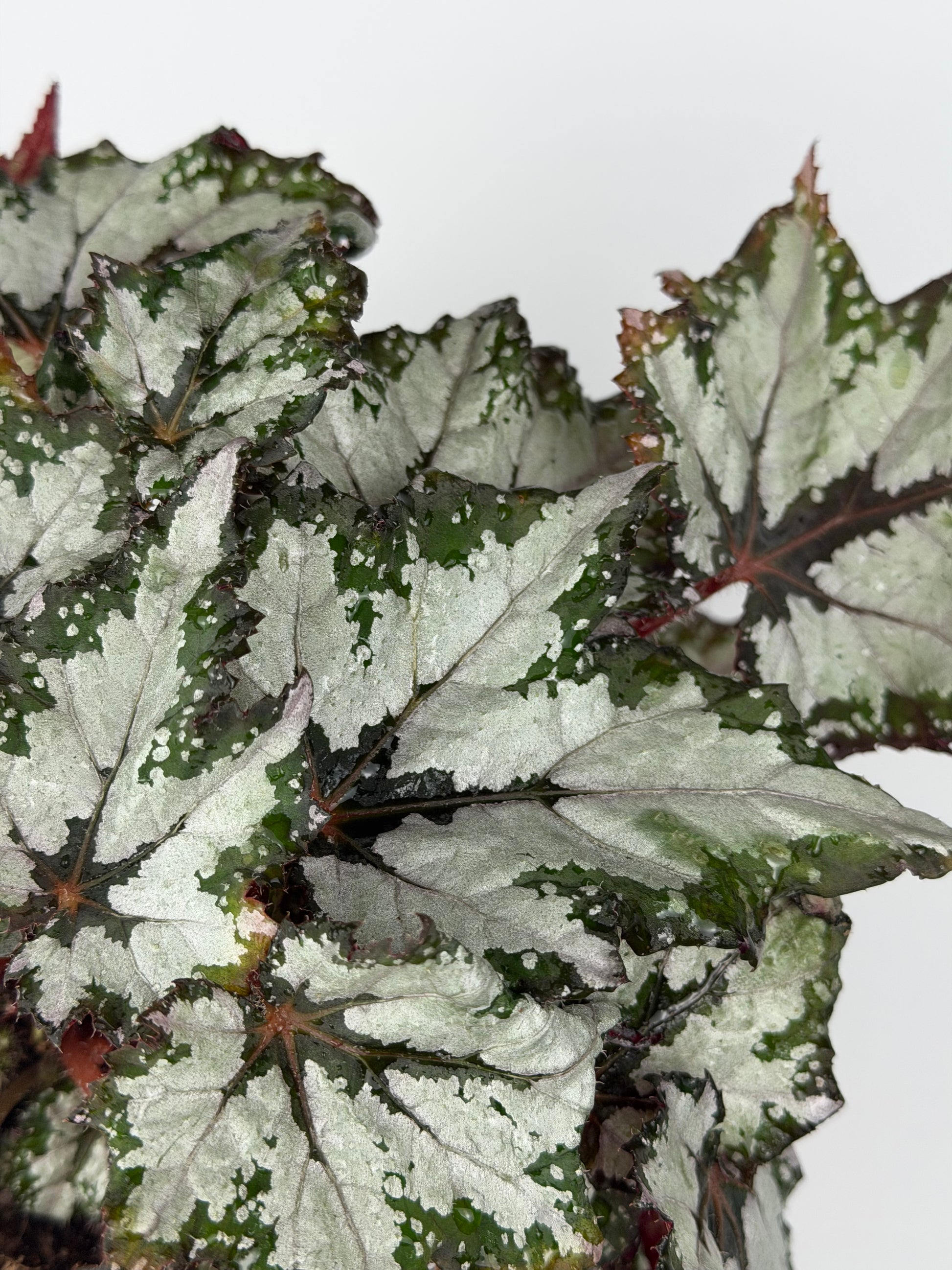 Begonia 'Sumatra Green'