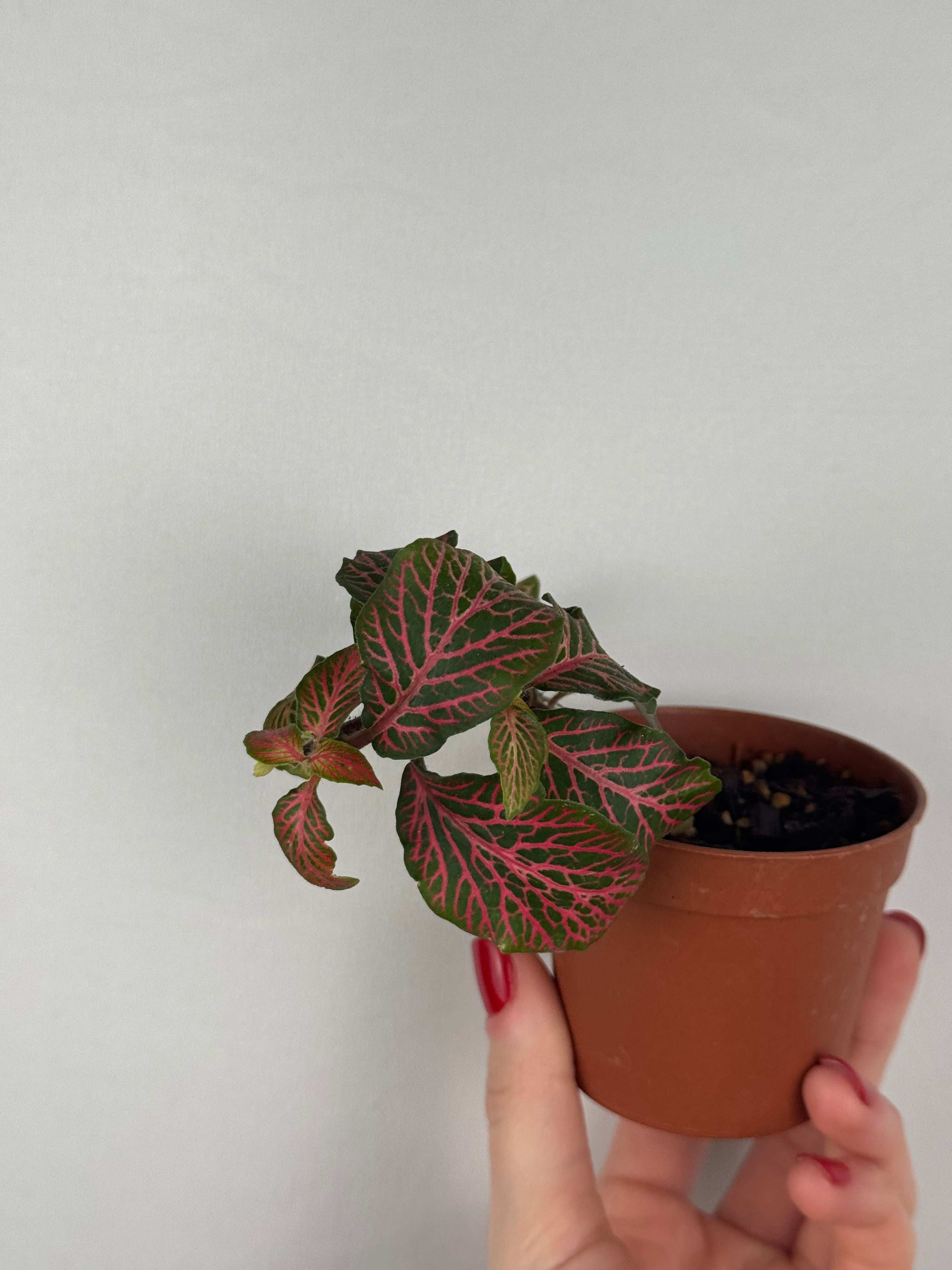 Fittonia “Joly Josan” | Minetta