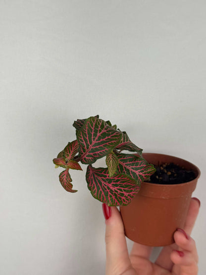 Fittonia “Joly Josan” | Minetta