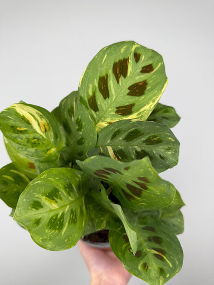 Maranta Leuconeura Kerchoveana Variegata