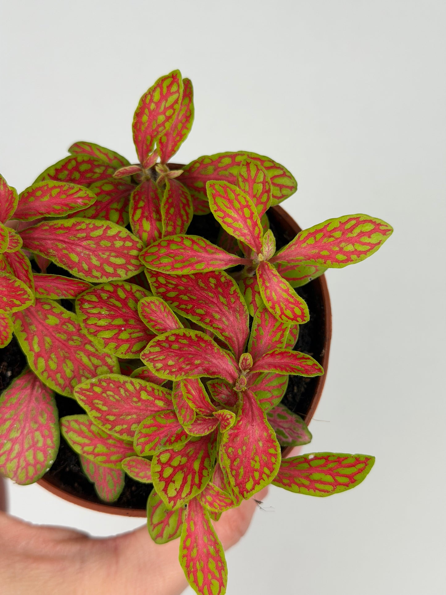 Fittonia 'Skeleton' Fittonia Tropical Corner