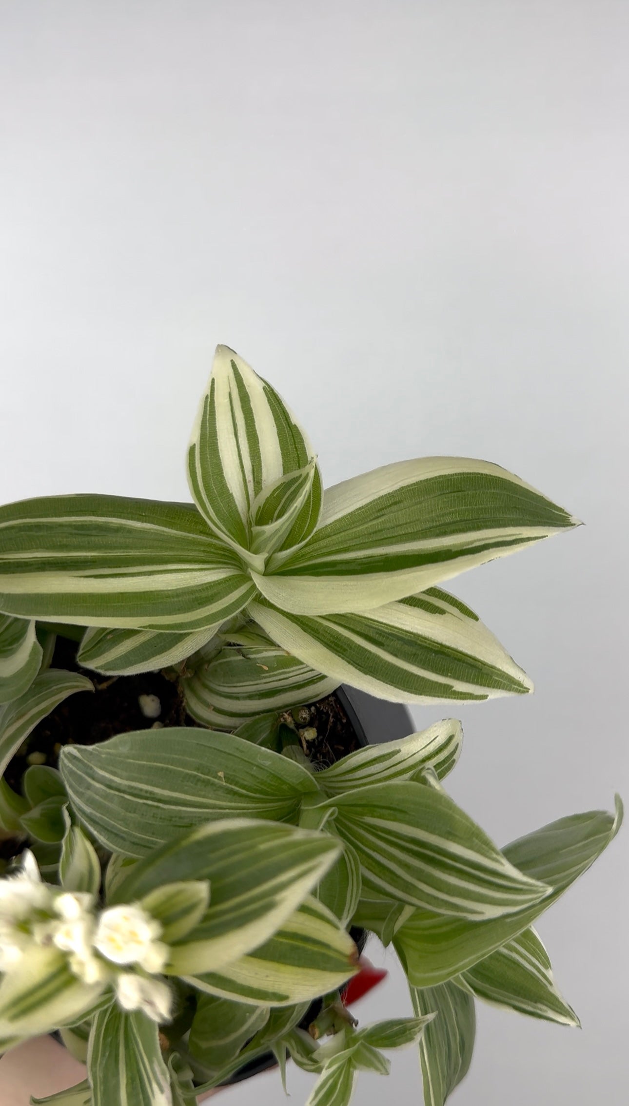 Tradescantia Fluminensis “Albovittata”