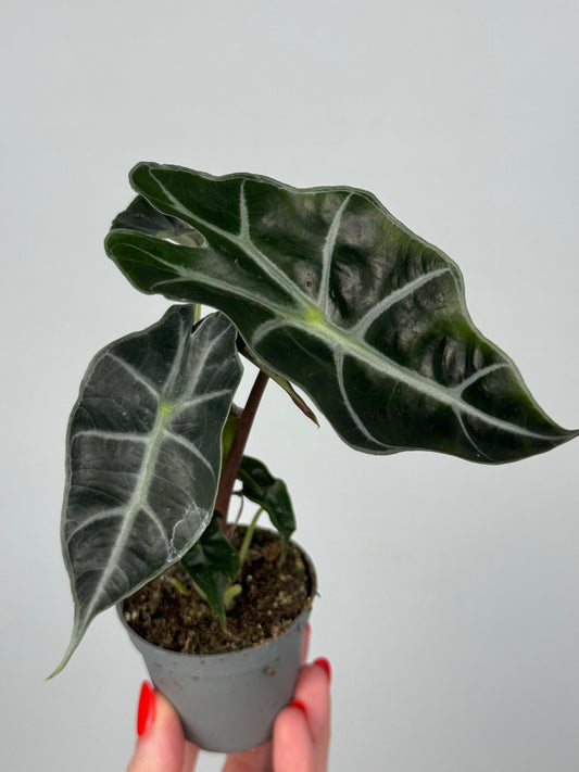 Alocasia Amazonica “Polly”