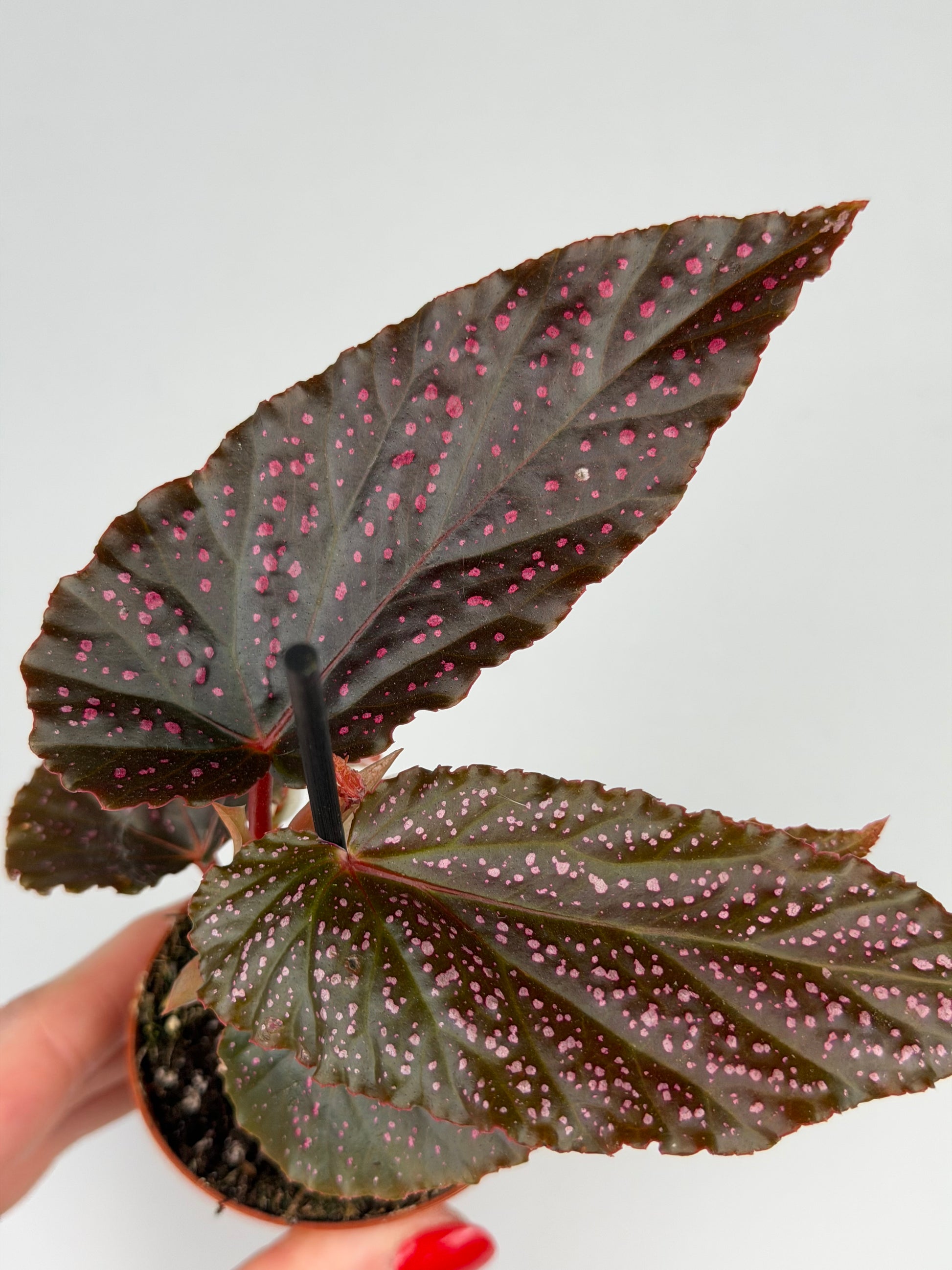 Begonia Benigo 'Pink Spot' Begonia Tropical Corner