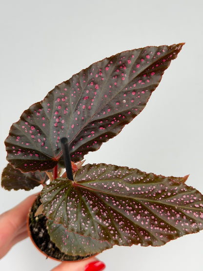 Begonia Benigo 'Pink Spot' Begonia Tropical Corner