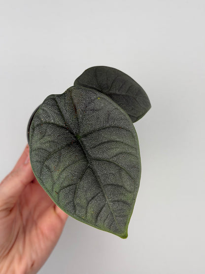 Alocasia Melo