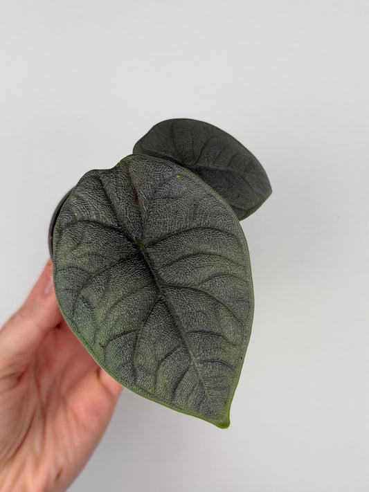 Alocasia Melo