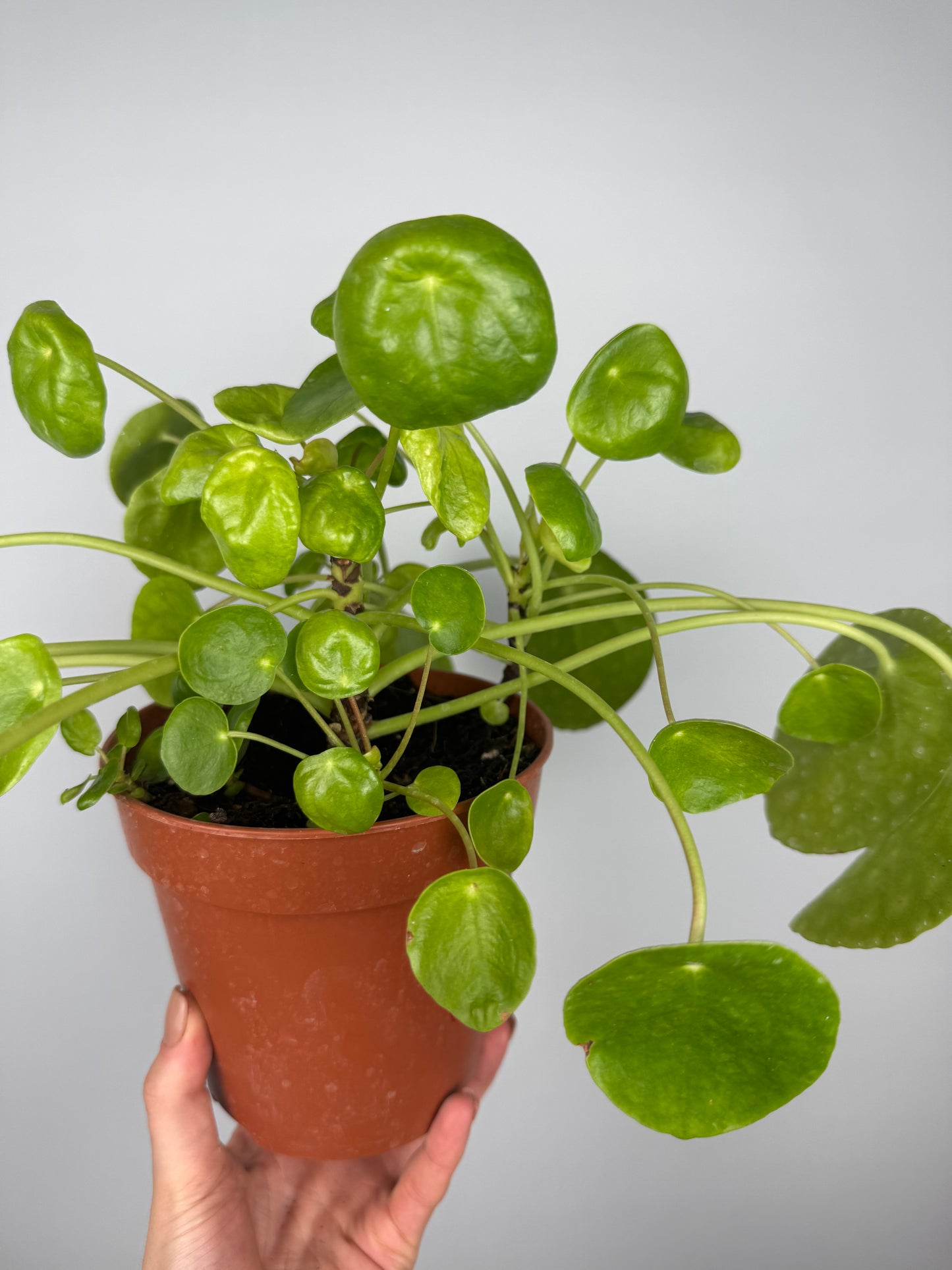 Pilea Peperomioides | Vera