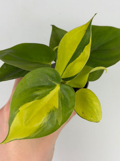 Philodendron Scandens Brasil Philodendron Tropical Corner