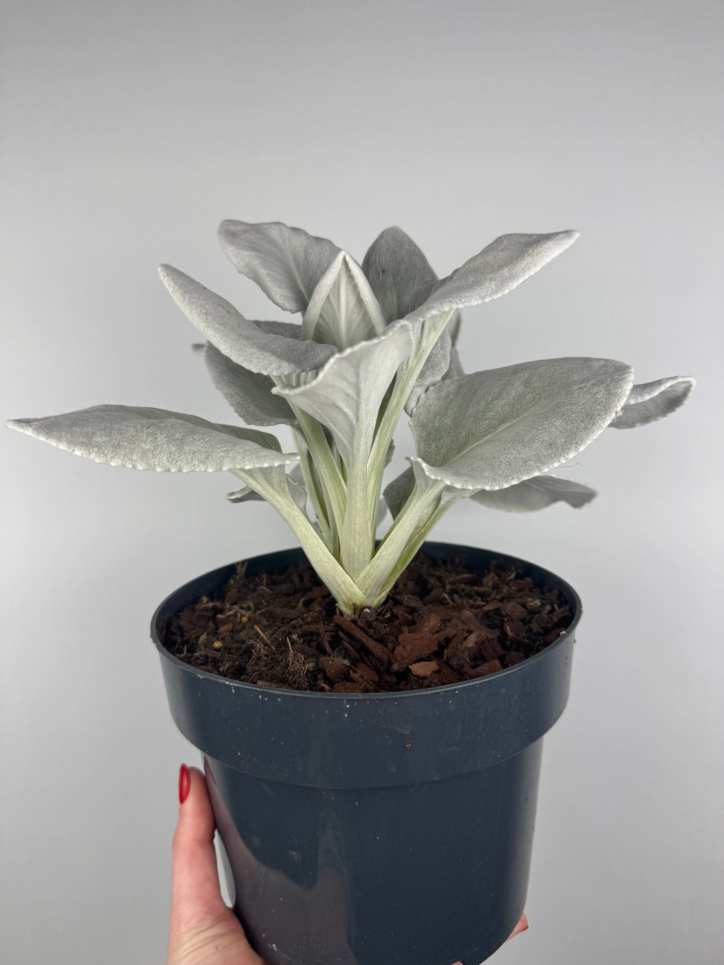 Senecio Candicans “Angel Wings”