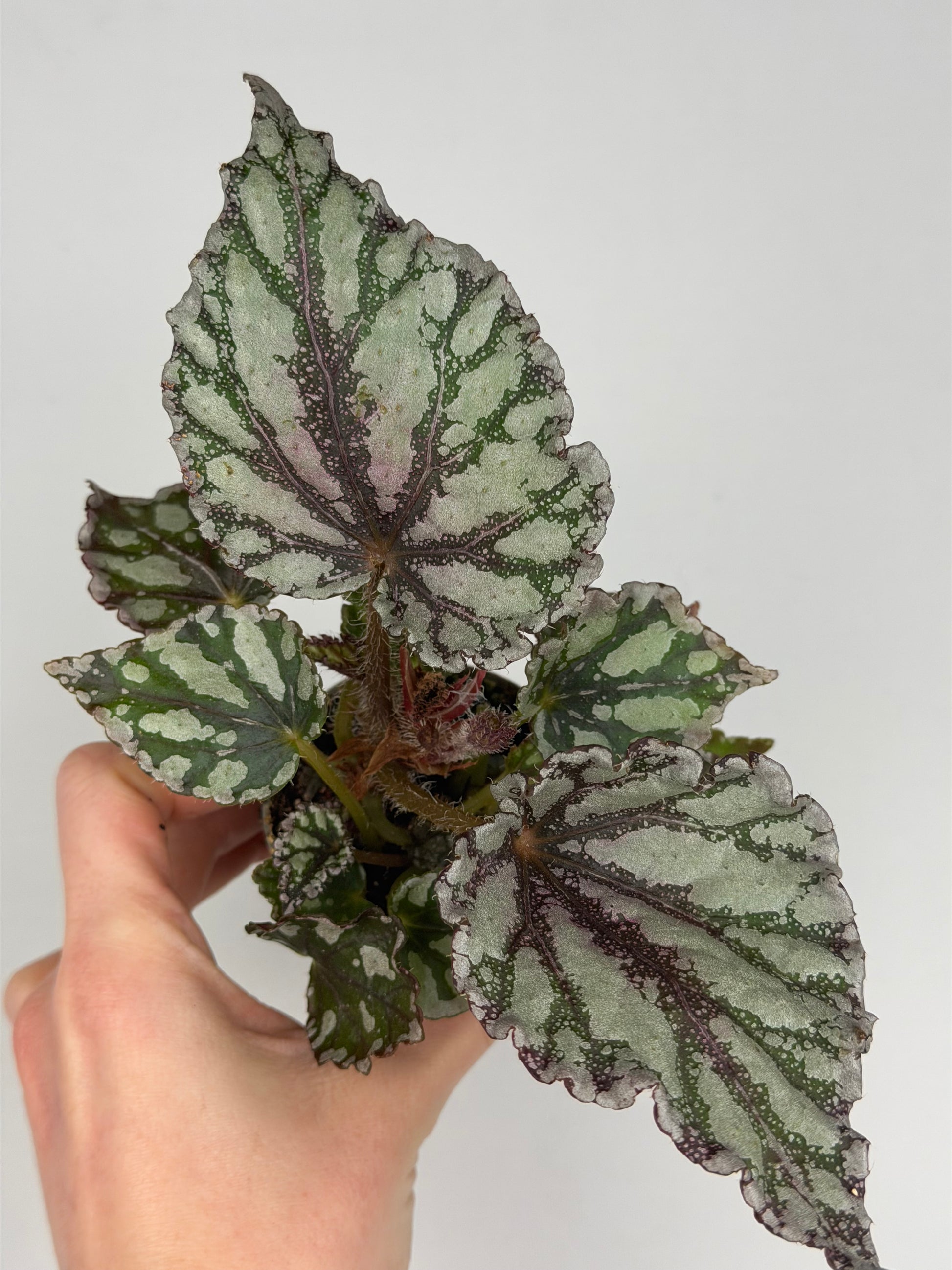 Begonia 'Dew Drop' Begonia Tropical Corner