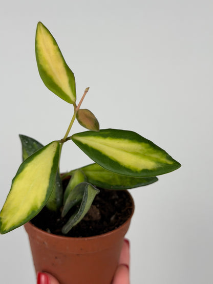 Hoya Burtoniae variegata