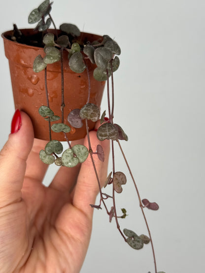 Ceropegia Woodii | Valerie
