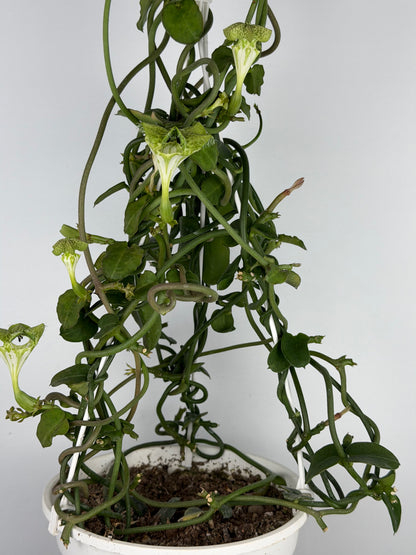 Ceropegia Sandersonii Ceropegia Tropical Corner