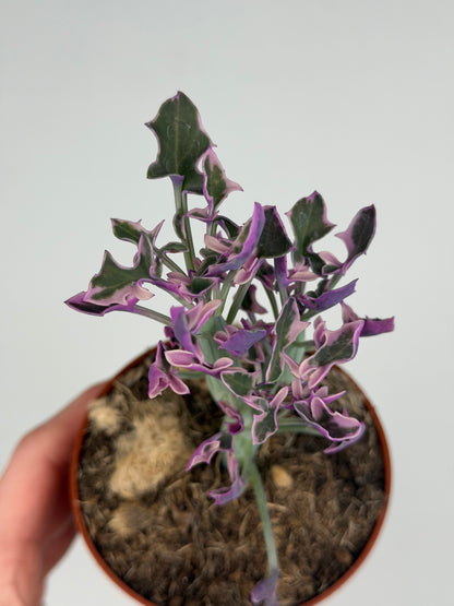 Senecio Articulatus Variegata Tropical Corner