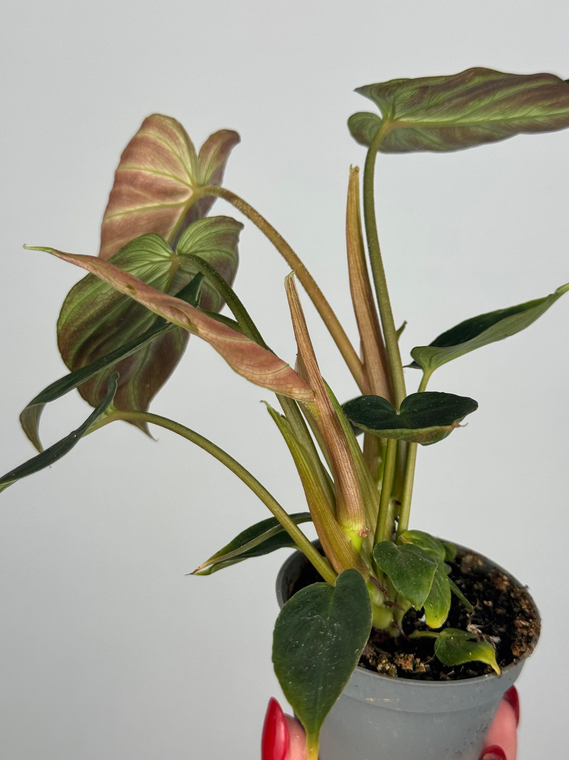 Philodendron El Choco Red