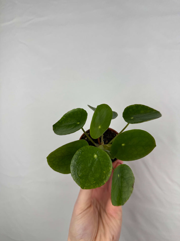 Pilea Peperomioides