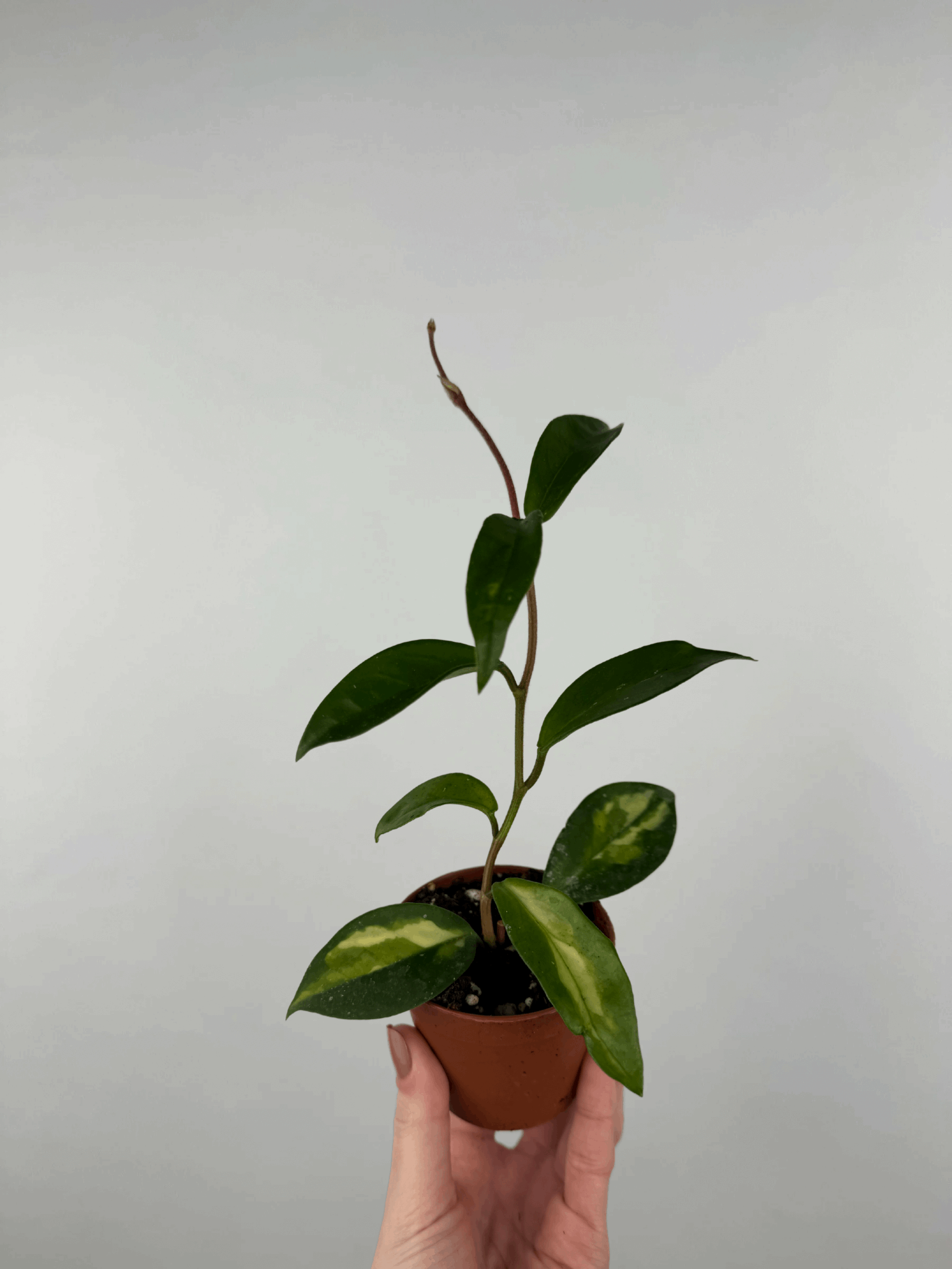 Hoya “Tricolor” | Mila