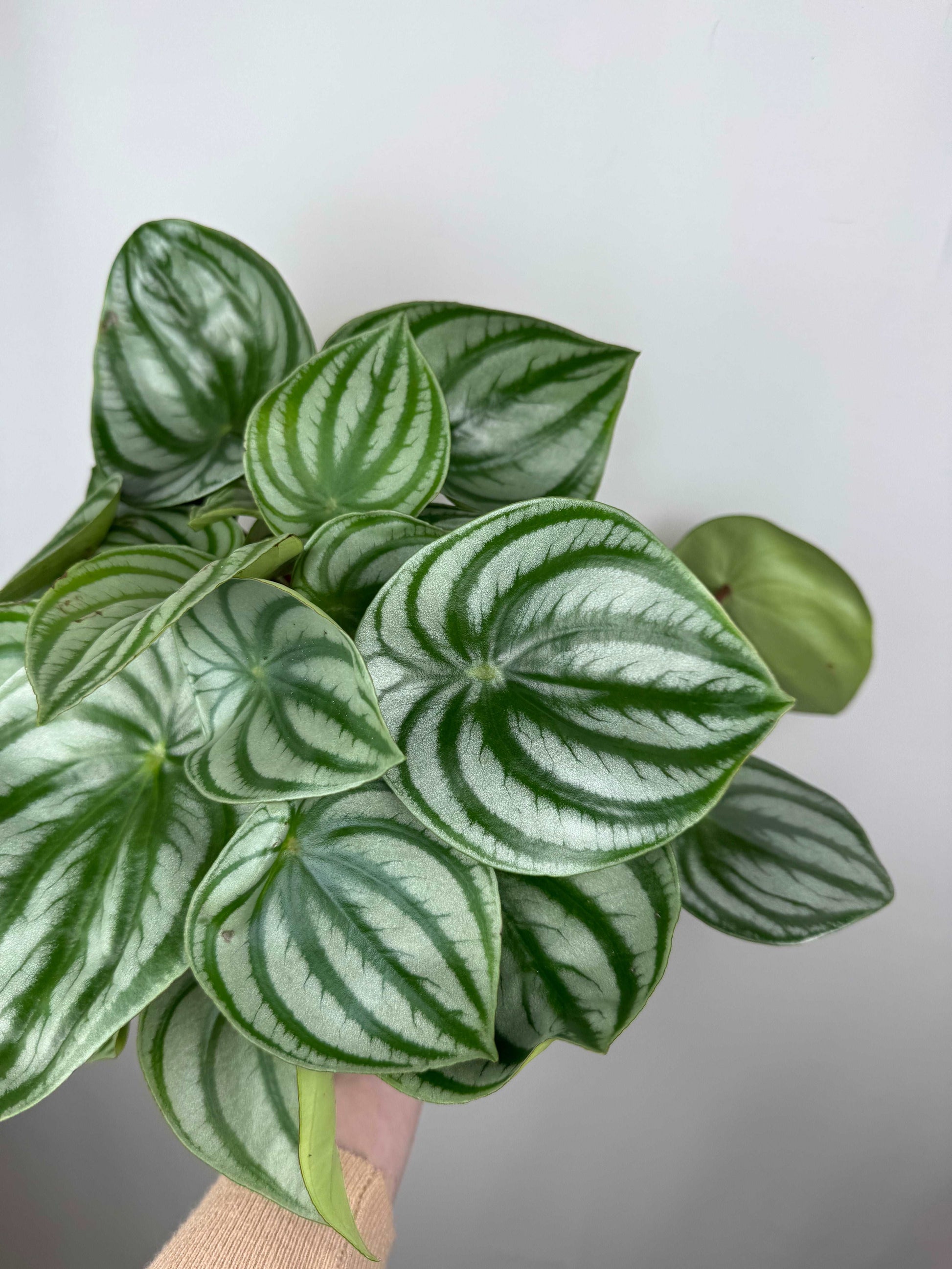 Peperomia Argyreia “Watermelon”