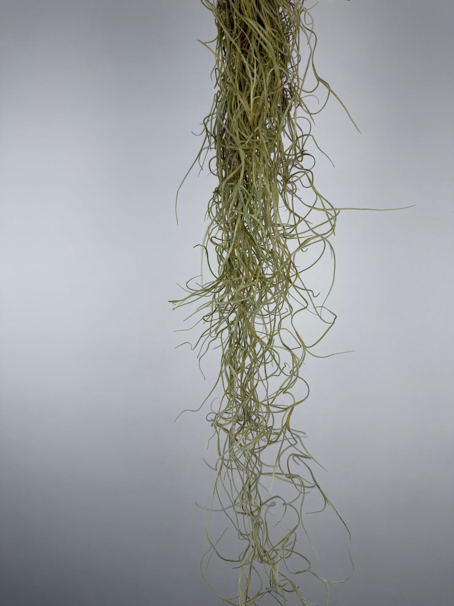 Tillandsia usneoides Tillandsia Tropical Corner