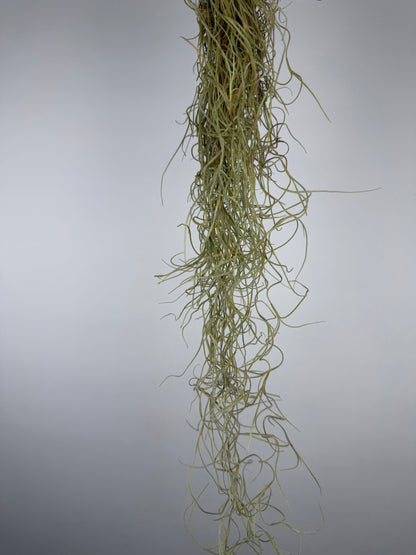 Tillandsia usneoides Tillandsia Tropical Corner