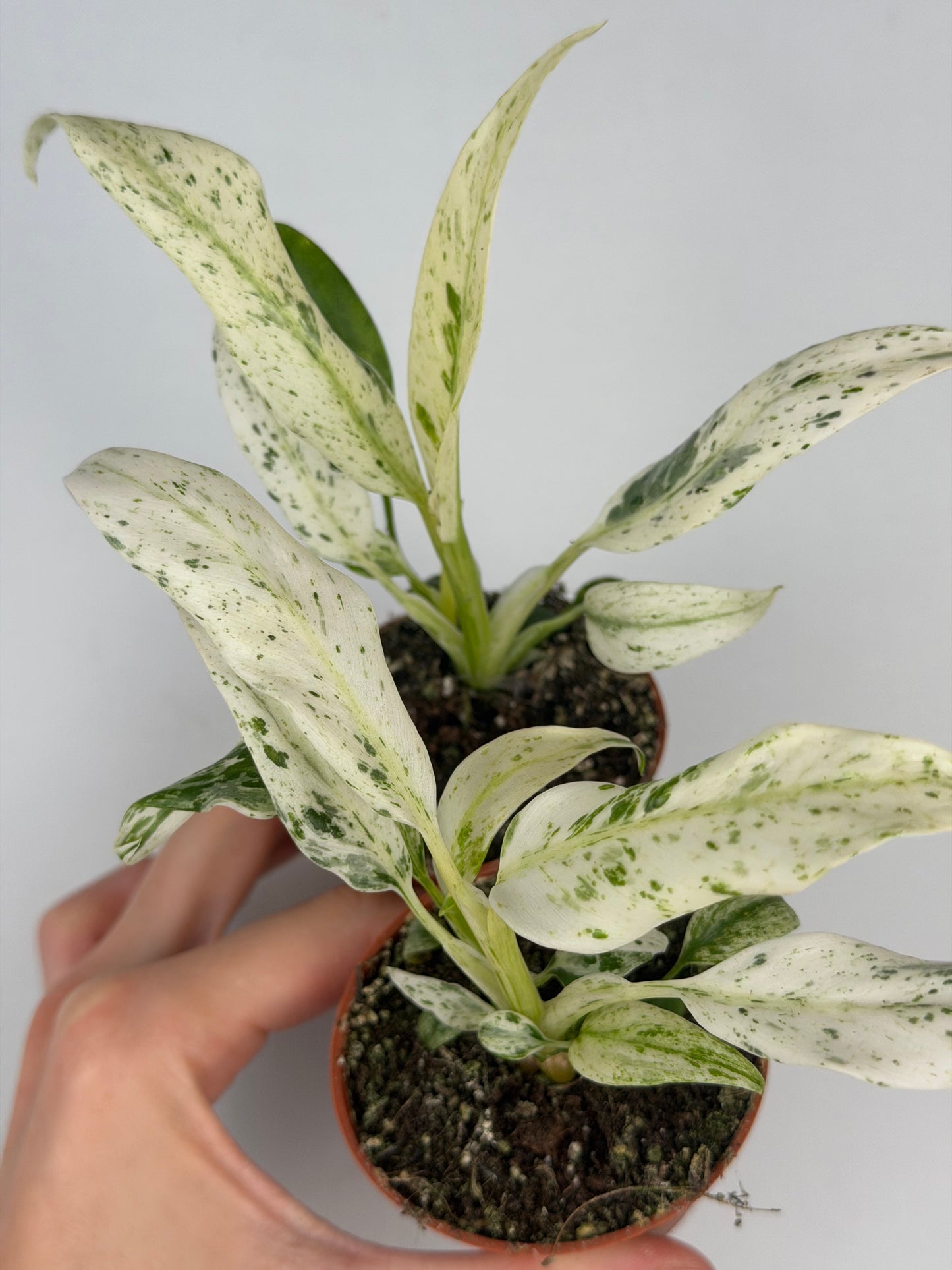 Rhaphidophora Puberula 'Variegata' Rhaphidophora Tropical Corner