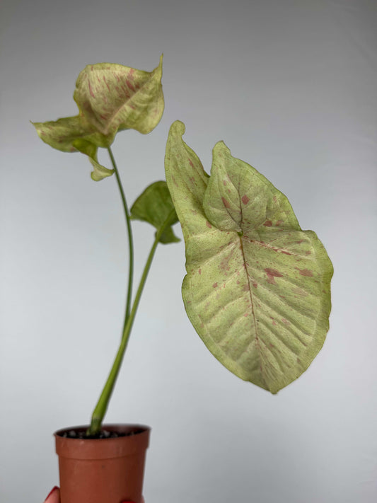 Syngonium Milk Confetti | Fabio