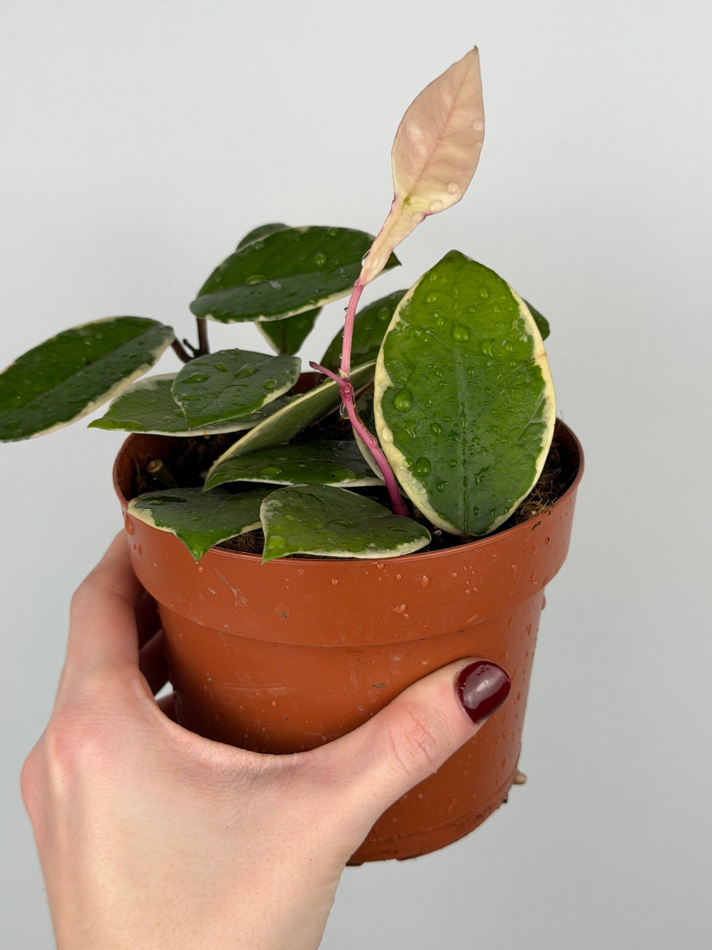 Hoya Flamingo Dream | Sage