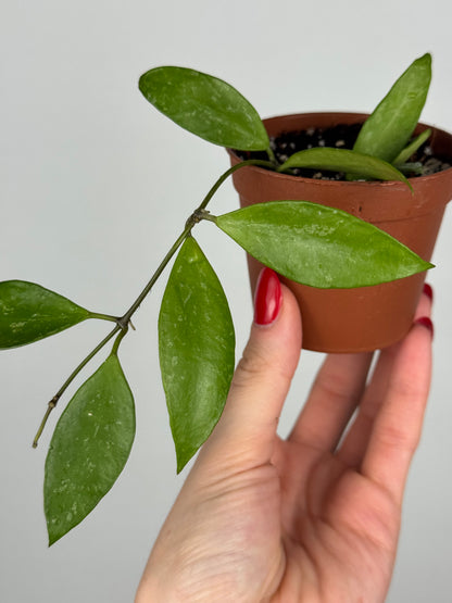 Hoya Gracilis