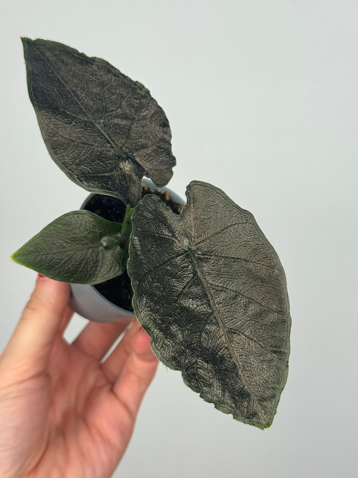 Alocasia Chienlii “Antoro Velvet” Alocasia Tropical Corner "S" 6 cm