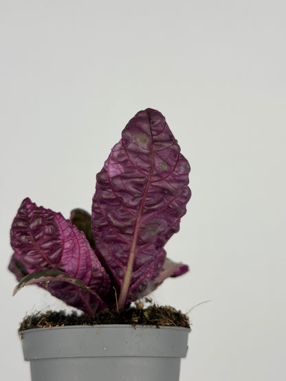 Hemigraphis alternata 'Snow White'