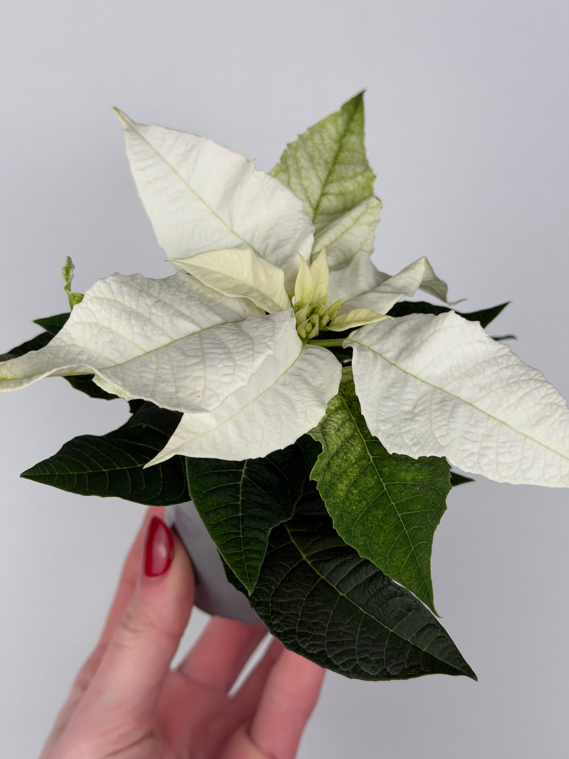 Euphorbia pul. Princettia Pure White