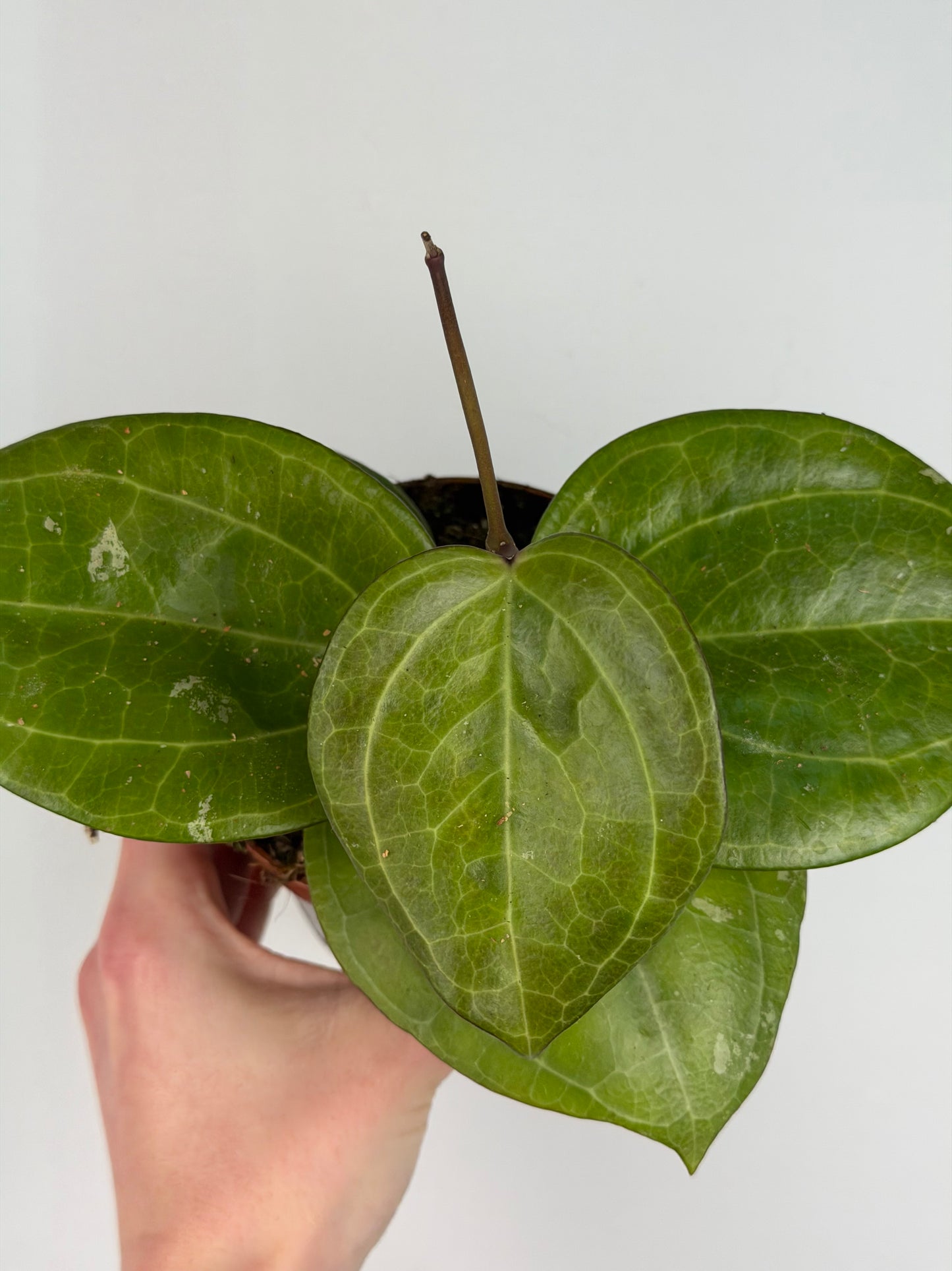 Hoya Sarawak Cream Hoya Tropical Corner