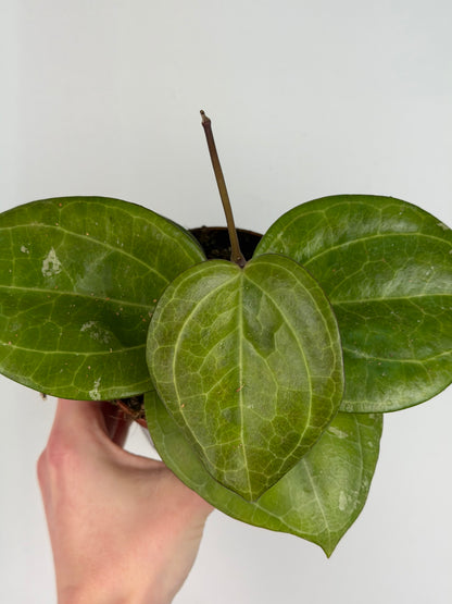 Hoya Sarawak Cream Hoya Tropical Corner