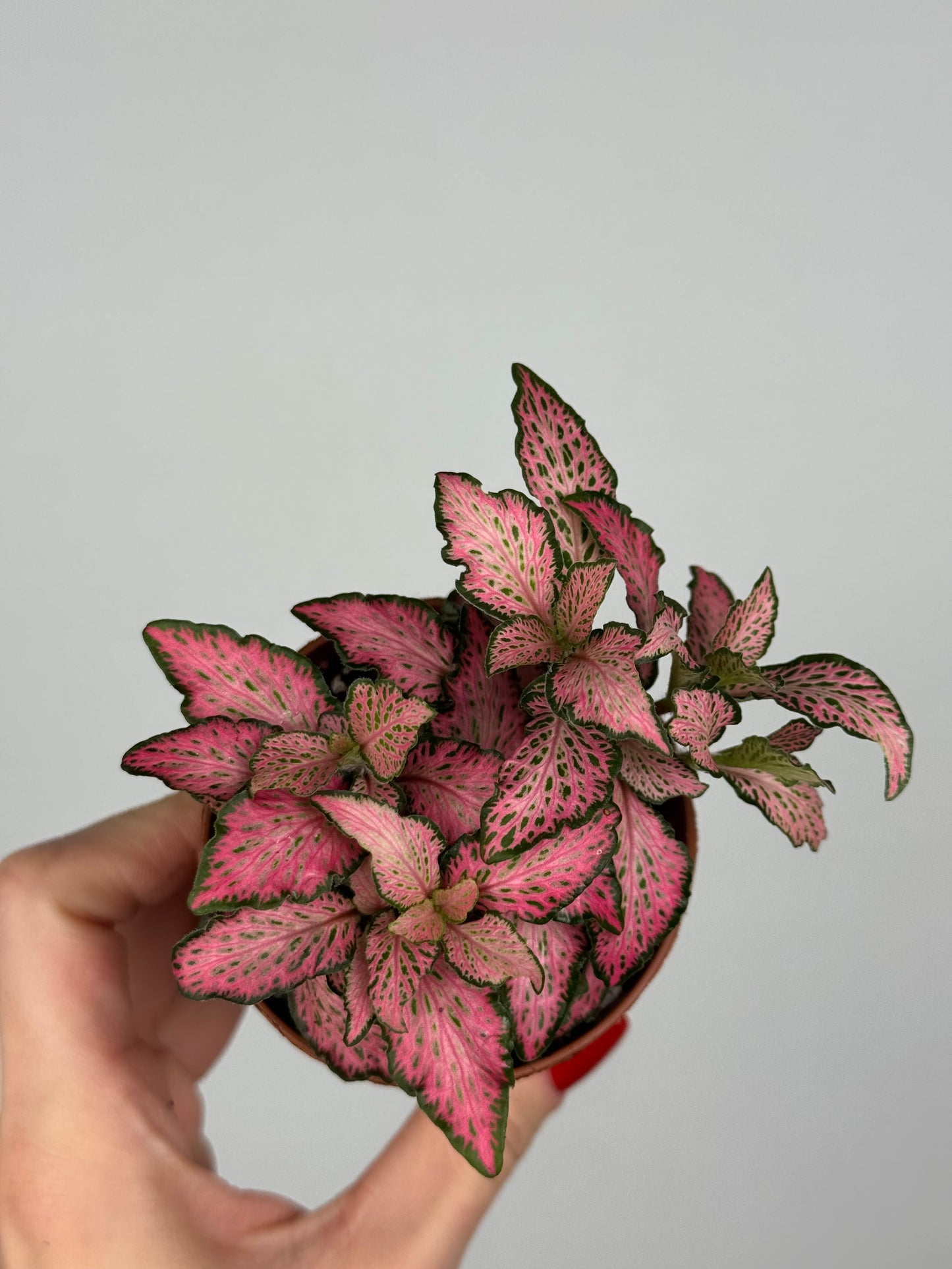 Fittonia Pink 'Forest Flame'