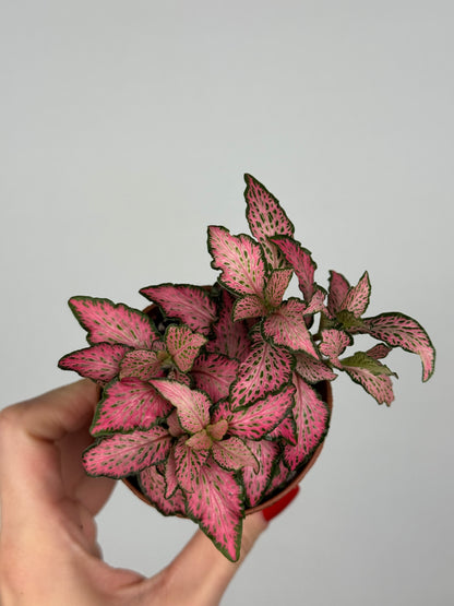 Fittonia Pink 'Forest Flame'